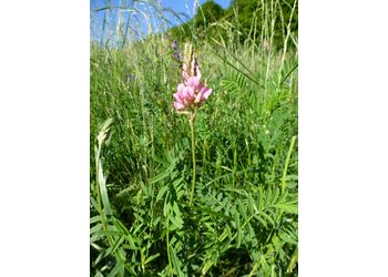 Gewöhnliche Esparsette (Onobrychis viciifolia) - © Philipp Sengl
